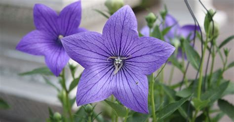 Should You Deadhead Balloon Flowers?