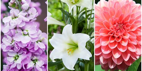 What Flowers Can You Plant in July?