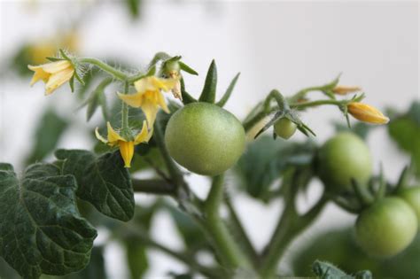 When to Stop Pinching Tomato Flowers